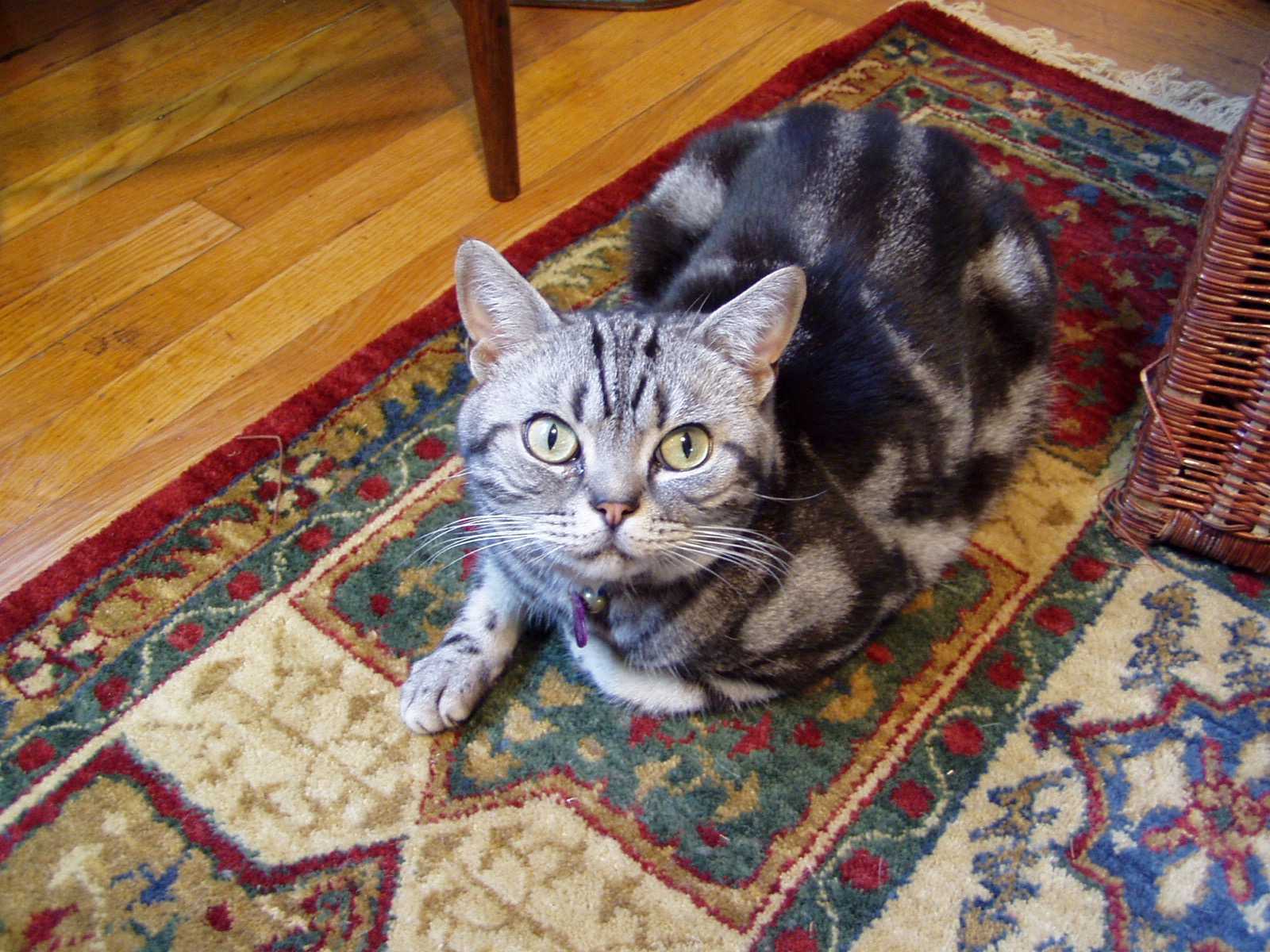 Another photo of a good cat named Gus