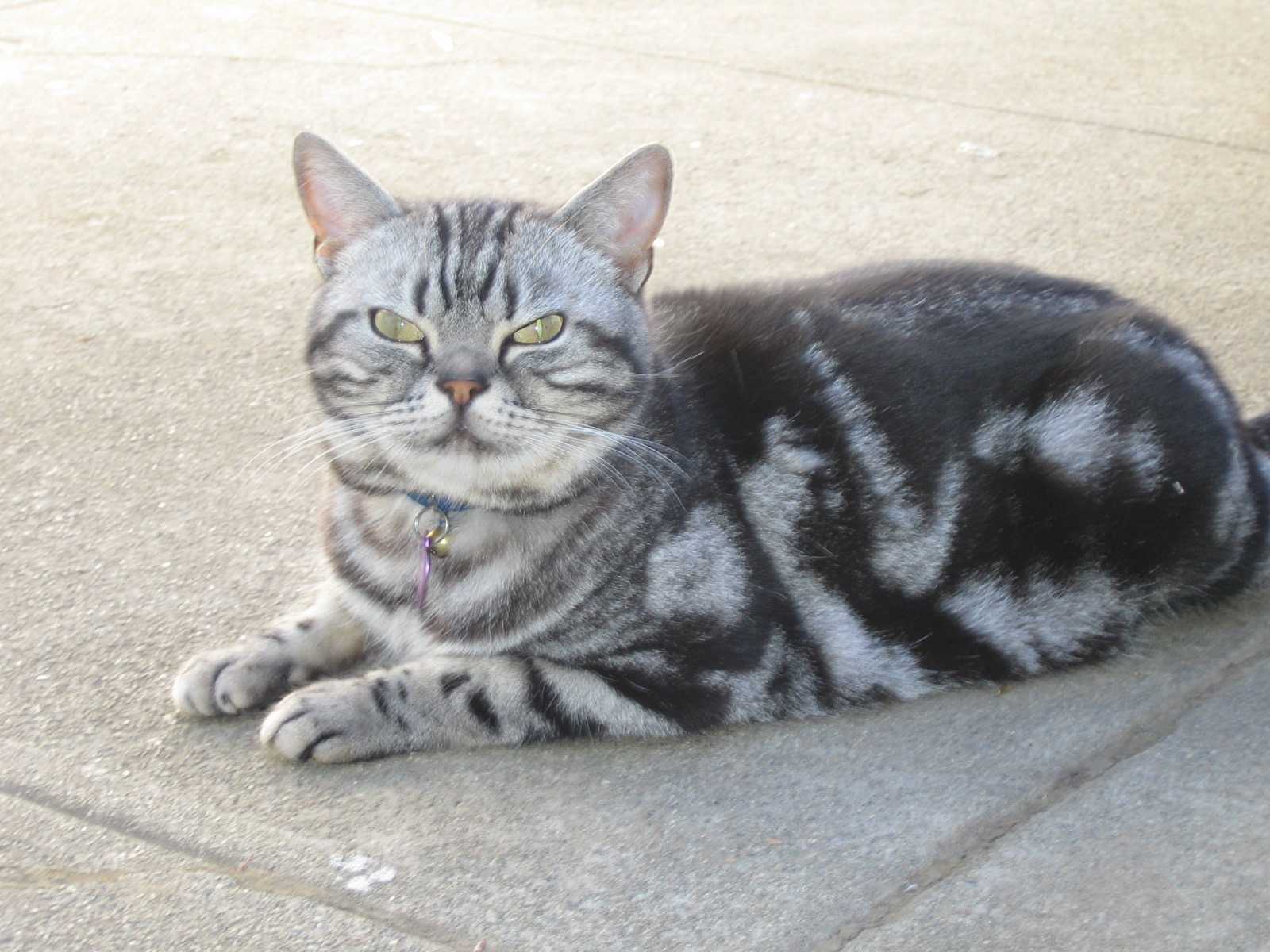 A good cat named Gus