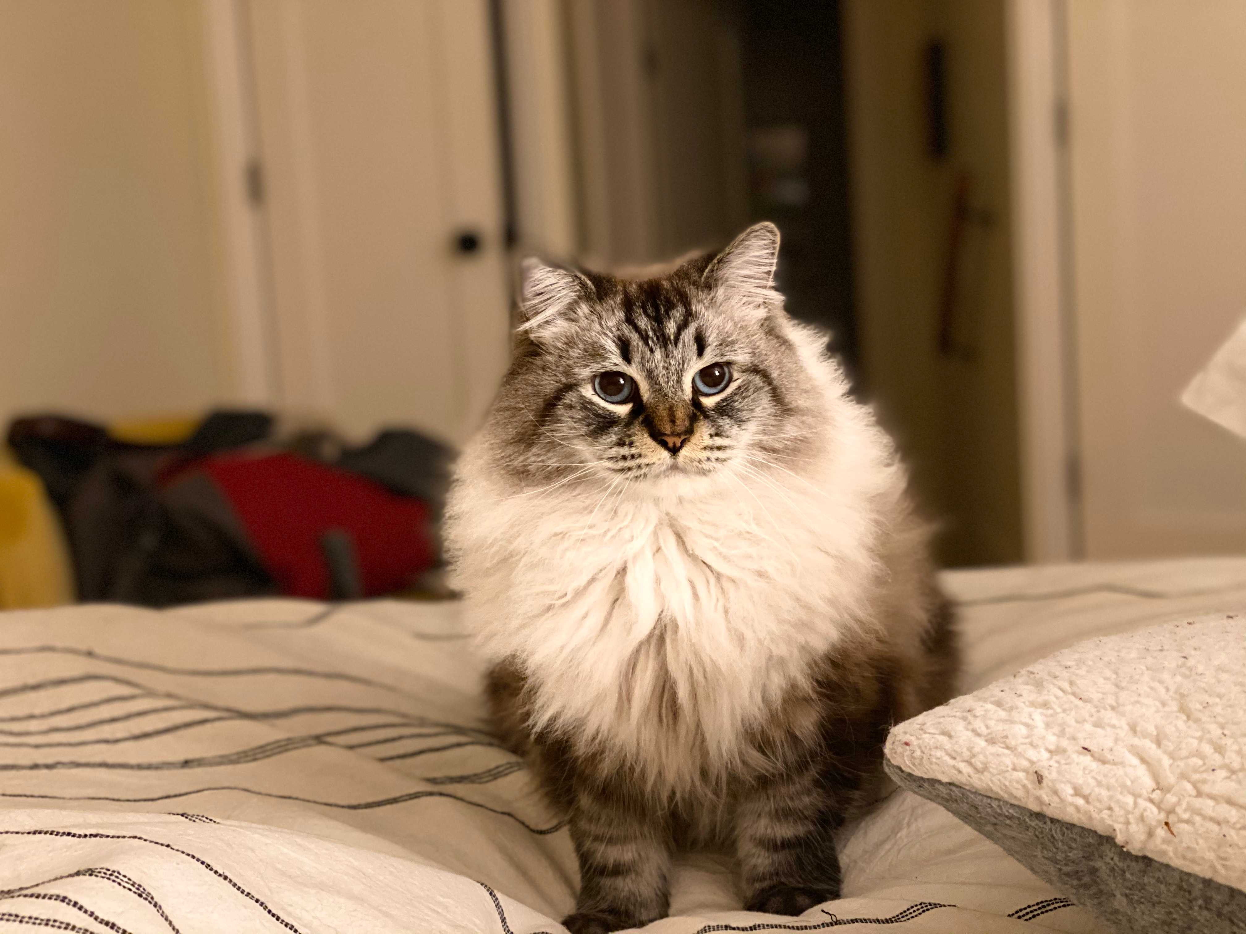 A good cat named Oscar, likes to bite