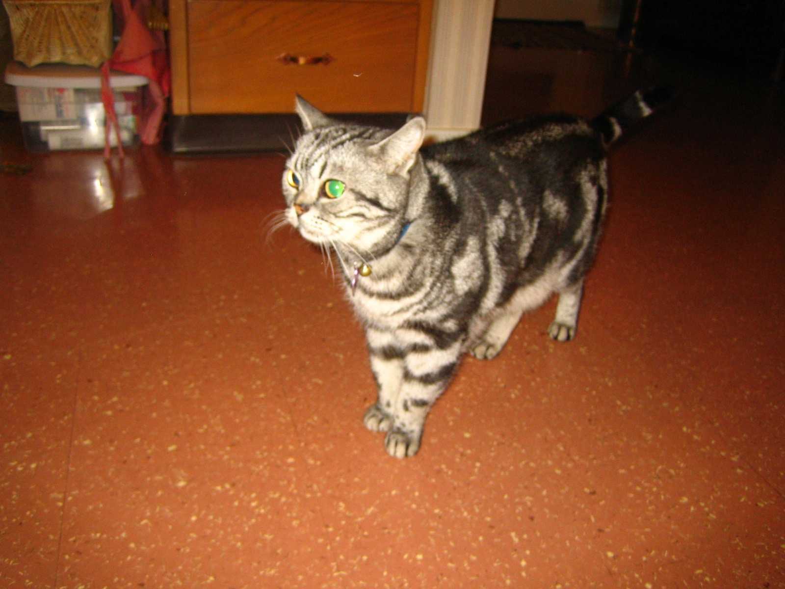 Another photo of a good cat named Gus