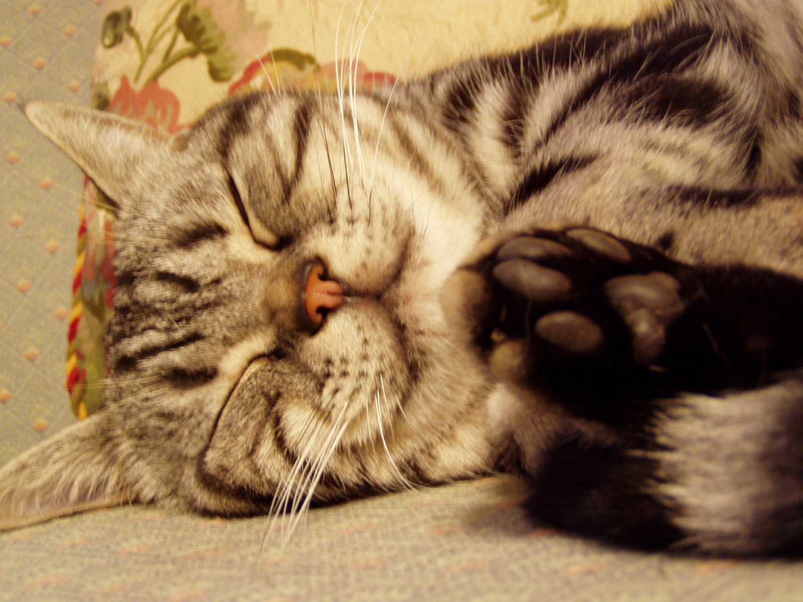 Another photo of a good cat named Gus